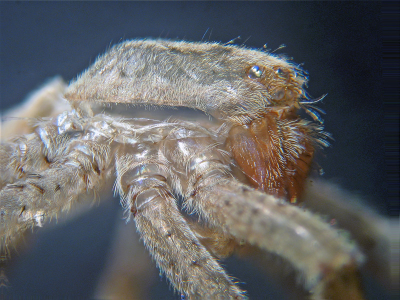 Exuvia
